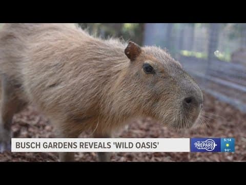Busch Gardens reveals new 'Wild Oasis' exhibit