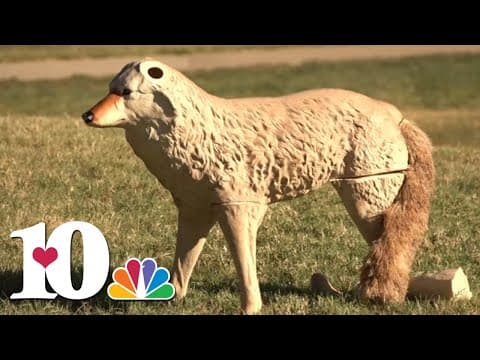 Coyote decoys at Lakeshore Park in Knoxville helping keep geese away