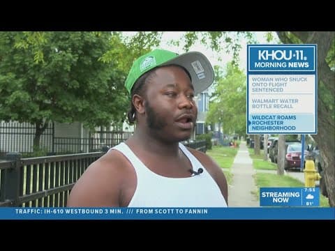 Man says he came face-to-face with wildcat roaming Rochester neighborhood