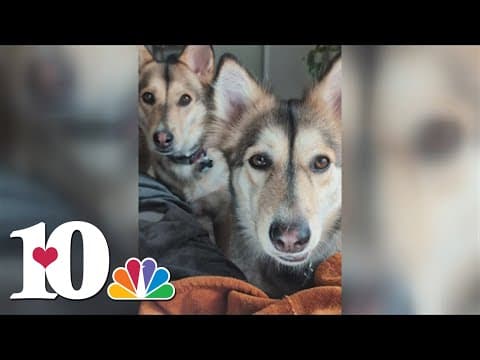Woman rescued dog siblings 2 years apart