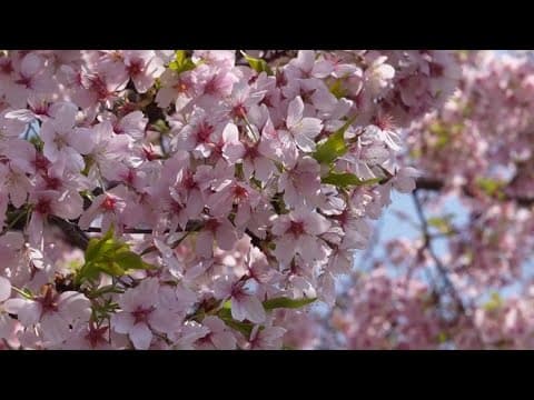 Arborist gives tips on taking care of cherry blossom trees