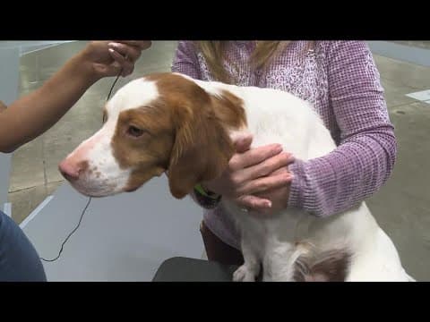 The Saint Paul RiverCentre has gone to the dogs