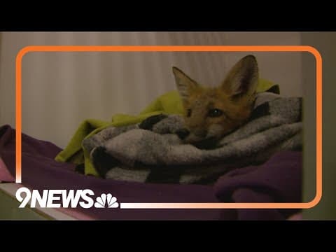 Red fox survives after being shot through neck with arrow