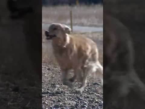 Dog saves woman from sexual assault