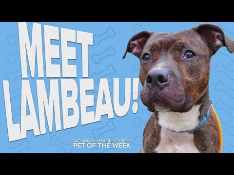 Pet Rescue of the Week: Lambeau