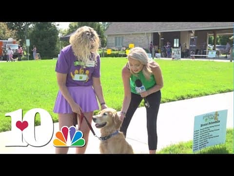 Here's how you can adopt a golden