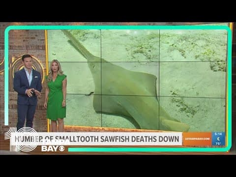 Decrease in smalltooth sawfish deaths
