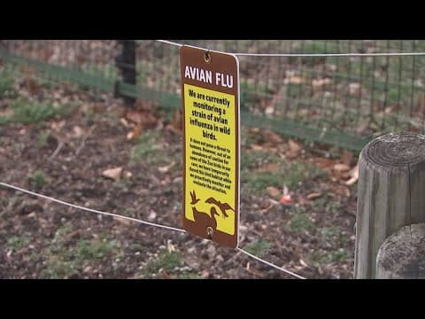 How the Columbus Zoo is keeping its animals safe from bird flu