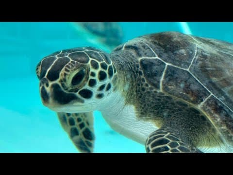 Sea turtles return to the Atlantic Ocean off Florida after being stunned by the cold