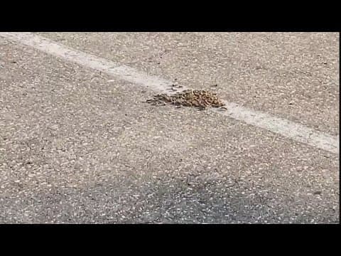 Texas House candidate claims opponent's supporter lured bees to his campaign tent at polling site