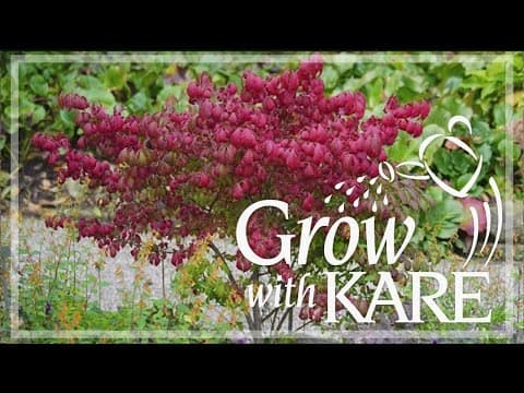 Grow with KARE: Burning bush banned by MN Department of Ag