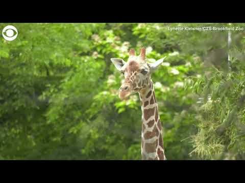2-year-old giraffe makes public debut at Brookfield Zoo