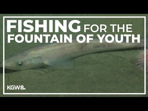 OSU research finds that a certain Pacific fish could be a part of your skincare regimen