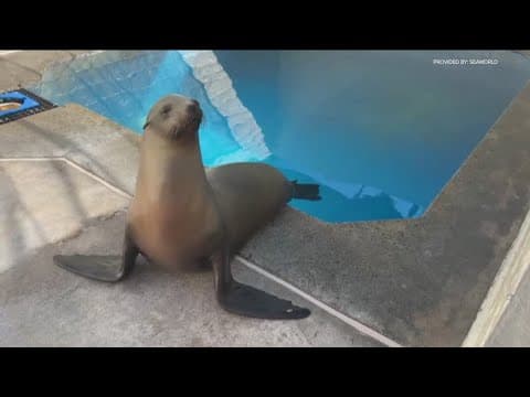 SeaWorld seeing influx of sick sea lion, rescue efforts underway