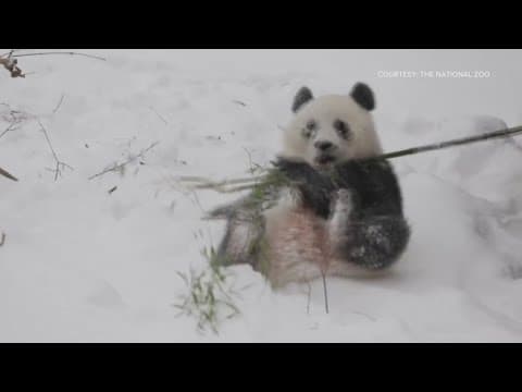 Pandas have time of their life during snow storm