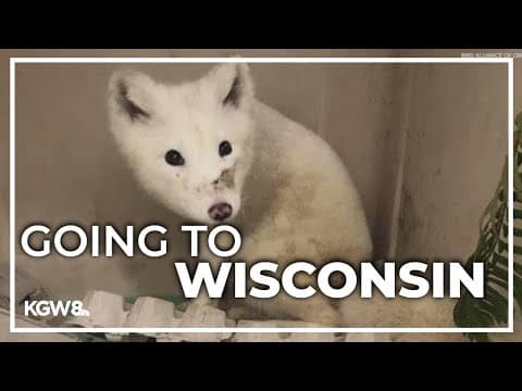 Arctic fox found in Portland moving to new home