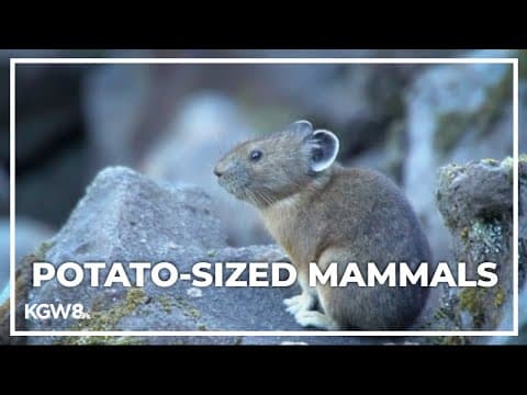 Pikas on the rise in the Columbia River Gorge