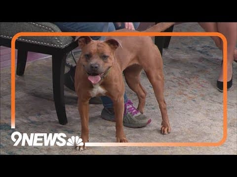 Dog with infectious smile is good with kids