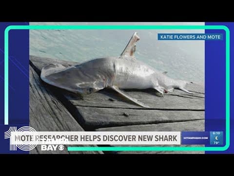 Mote researchers help discover new shark