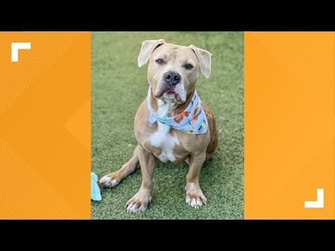 Pets of the Week: 12-30-2023