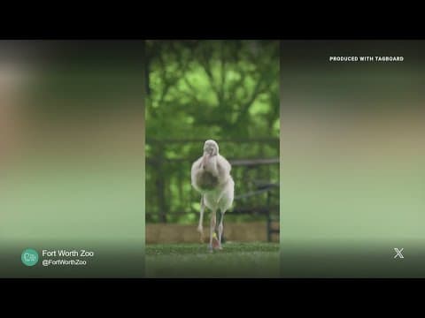 Fort Worth Zoo shares update on baby flamingos