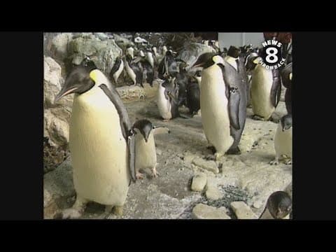 Penguin Encounter at SeaWorld San Diego 2004