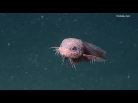 Researchers discover new 'Bumpy Snailfish' in deep sea, off California's coast