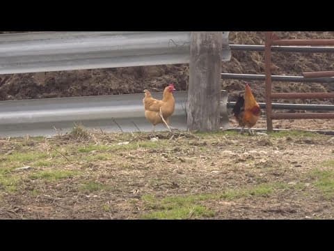 People beginning to buy chickens to combat price of eggs