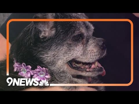 Petline9: This 15-year-old "chug" needs a new home