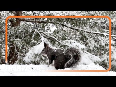 Squirrel plays in Colorado snow in time-lapse video