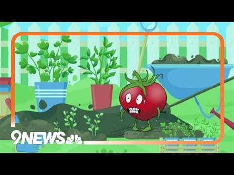 Don't plant tomatoes just yet