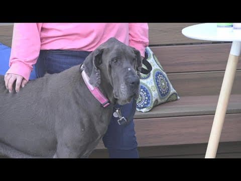 The 13th Annual Doggie Street Festival returns at Liberty Station Saturday