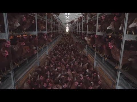 USDA shares plan for bird flu, egg prices