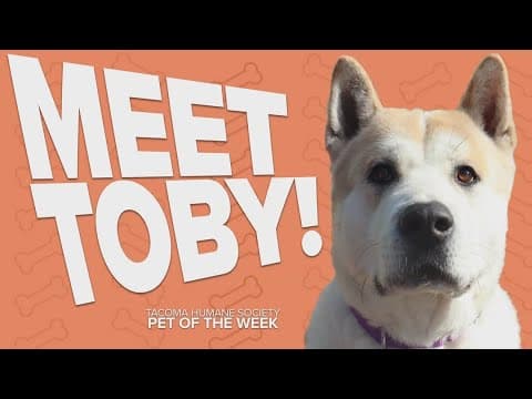 Pet Rescue of the Week: Toby