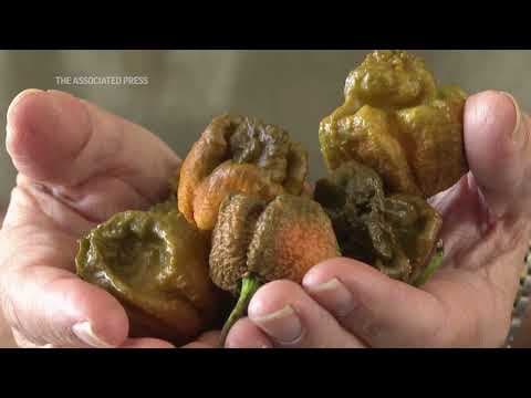 Pepper X crowned world's hottest pepper by Guinness World Records