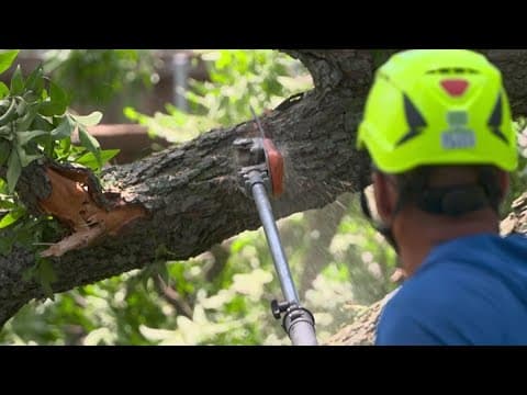 Crews clearing downed trees from front yards after North Texas storm
