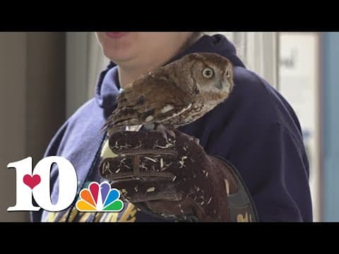 Ijams to host third 'Owl Prowl' event in January