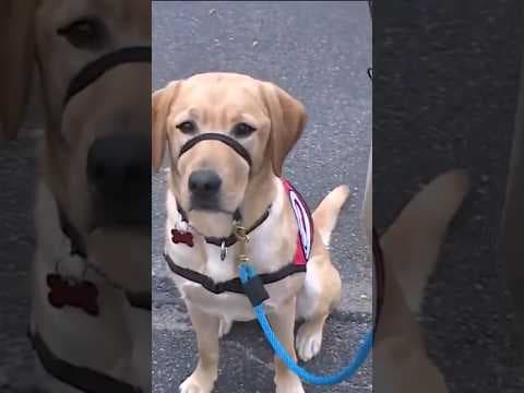 Meet Trixie, the service dog in training