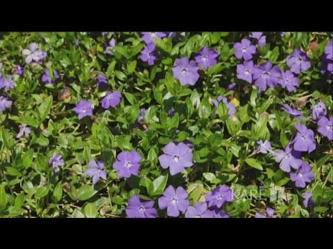 Grow with KARE: Tips for shady spots