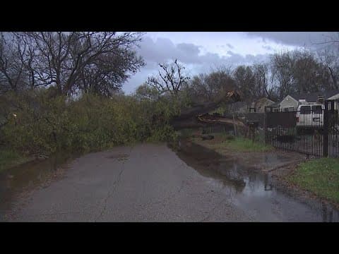 High winds topple big tree on southeast side of Houston