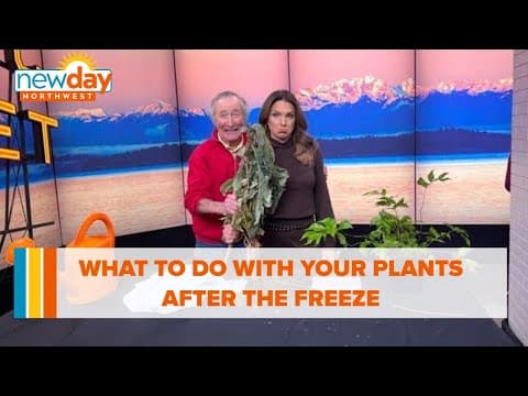 What to do with your plants after the freeze - New Day NW