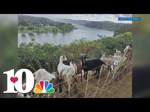 Knox Goats brings 'goatscaping' to Cherokee Country Club for lawn makeover