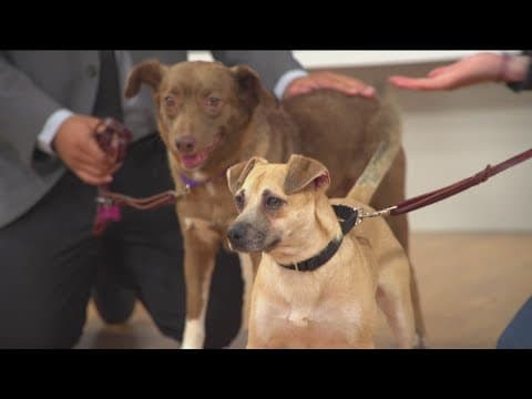 National Nonprofit Day: San Diego Humane Society