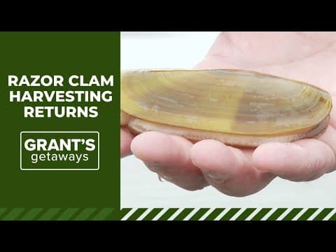 Razor clamming returns to most Oregon beaches