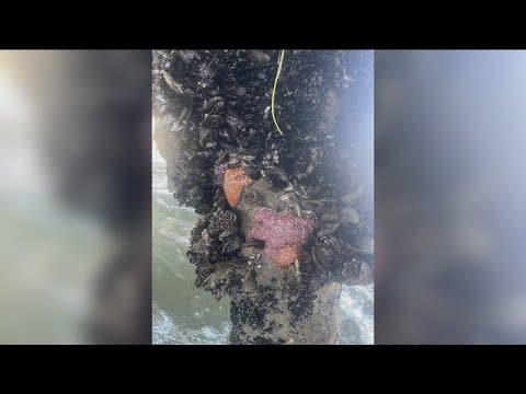 Starfish make comeback in San Diego after near extinction along west coast