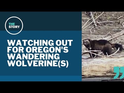 Tracking the sightings of a rare wolverine in western Oregon