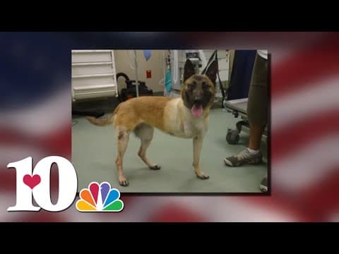 Service & Sacrifice: Layka the hero dog (2015)