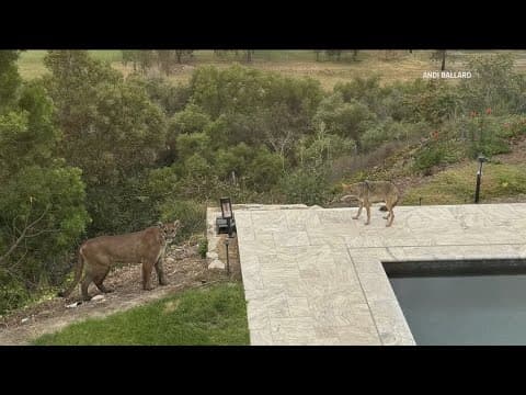 Caught on camera | Mountain lion stares down coyote in Rancho Santa Fe