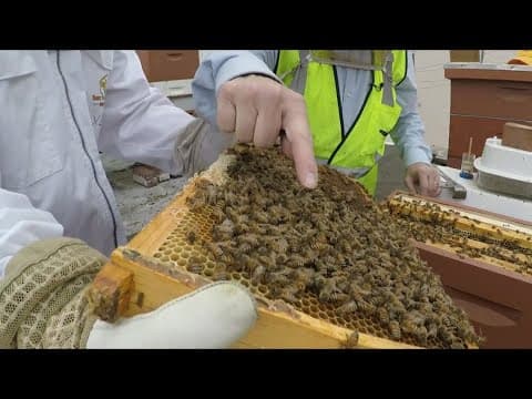 DC group relocates beehives that end up too close for comfort