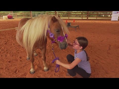 Equine Reflections, teaching and healing therapy with horses